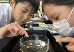 05.09.メダカのオスメスわかるかな？