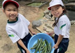 ふくろうガーデン産のきゅうり、収穫ー！