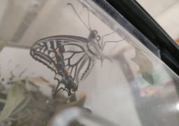 06.21.生き物いっぱい🐛