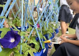 06.26. 咲いたよ あさがおの花 一輪