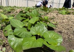 07.11. サツマイモ、大きくなったかな！？