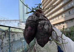 掘ったよ！大きなさつまいも！