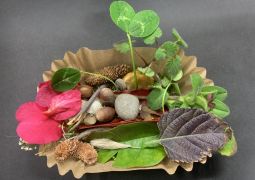 1.31 集めて，ならべてマイコレクション🌼