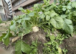 大根パーティ、お楽しみに！