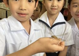 今日のヤゴ情報