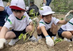 サツマイモの苗植え