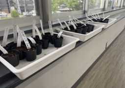 ぐんぐん大きくな〜れっ！