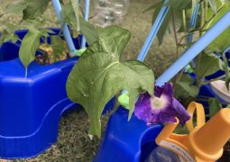 アサガオが咲きました。　水の活動の安全。