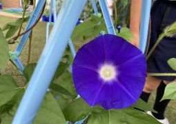 かわいらしい１年生　たくましい１年生