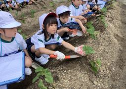 サツマイモ　苗植えから10日間