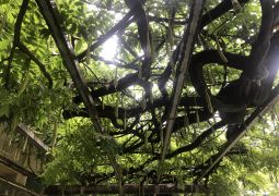 07.01. そして白浜の海へ