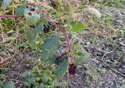 １１／１８　秋のにおい