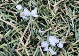 大阪にも雪。　「むかし遊び」のすてきを発見しましょう。