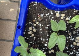 2025.05.19　あさがおの芽が出たよ