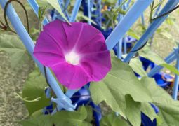 2026.06.26  雨で中止ですが、、、