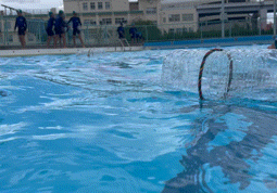 07.11　附天小の海猿