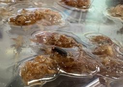 07.17　めぐみの雨