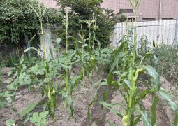 07.11　まだまだベジタブル