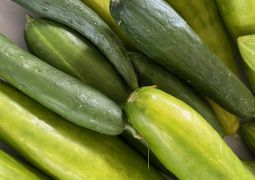 はじまるよ！みんな元気かな？