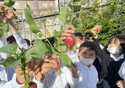 2025.11.17　冬野菜  収穫しました！