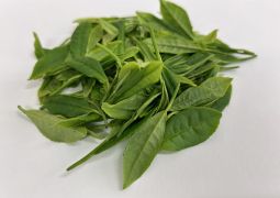 05.01　煎茶派？ほうじ茶派？