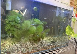 赤ちゃんグッピーこんにちは