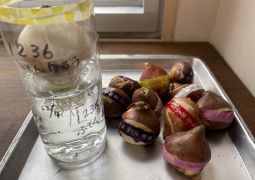 2025.12.15  チューリップ？？