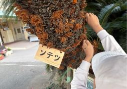 この木何の木？