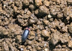 ホタルが成虫になりました！